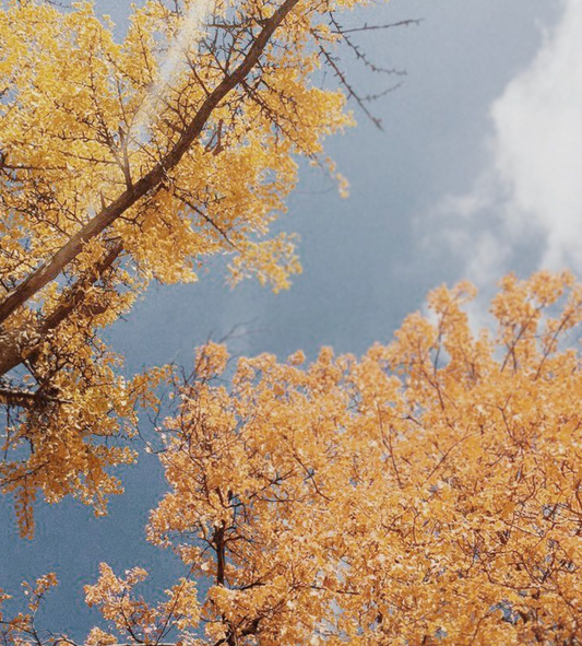 Scentember Magic: Create Fall Fragrances Using Ingredients from Your Kitchen